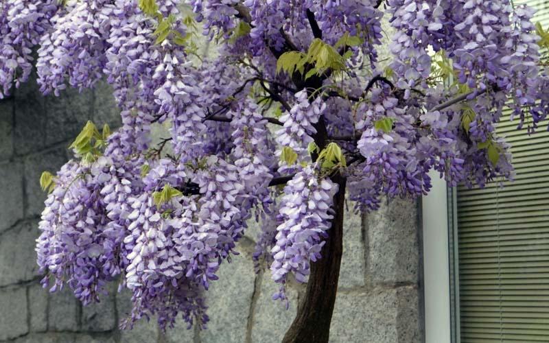 Plantas japonesas Wisteria