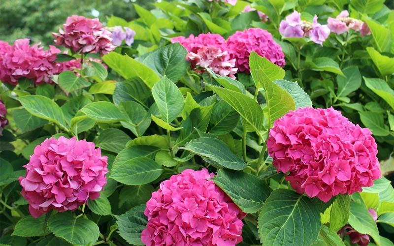 Hortensias jardín japonés