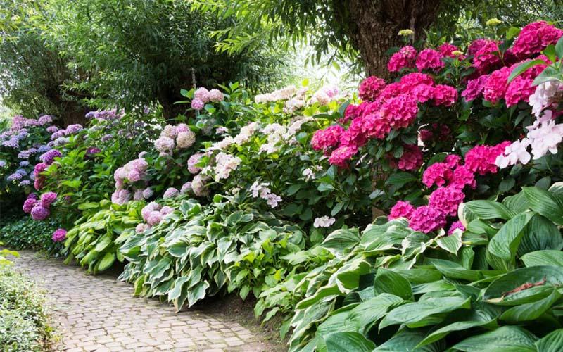 Plantas japonesas Azaleas