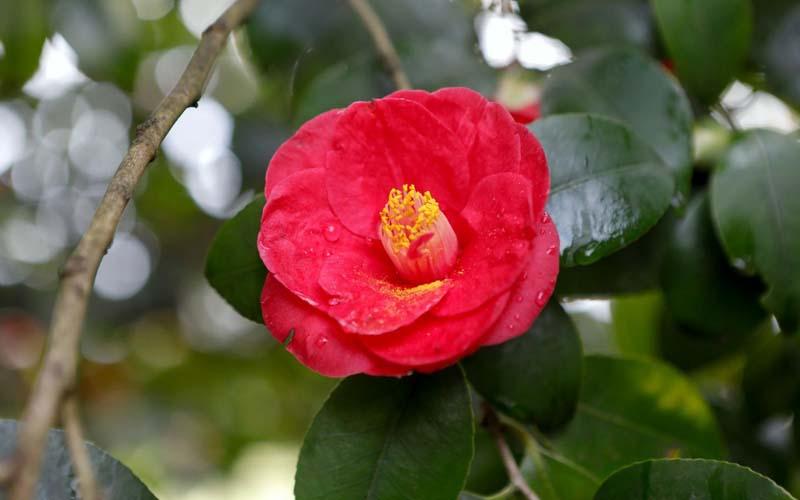 Camelia plantas de Japón