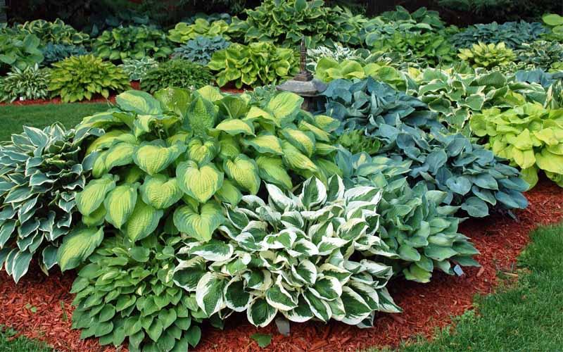 Hostas plantas