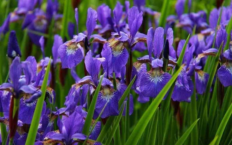 Iris plantas japonesas