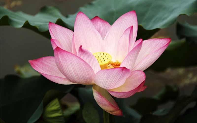 Flor de loto japonesa