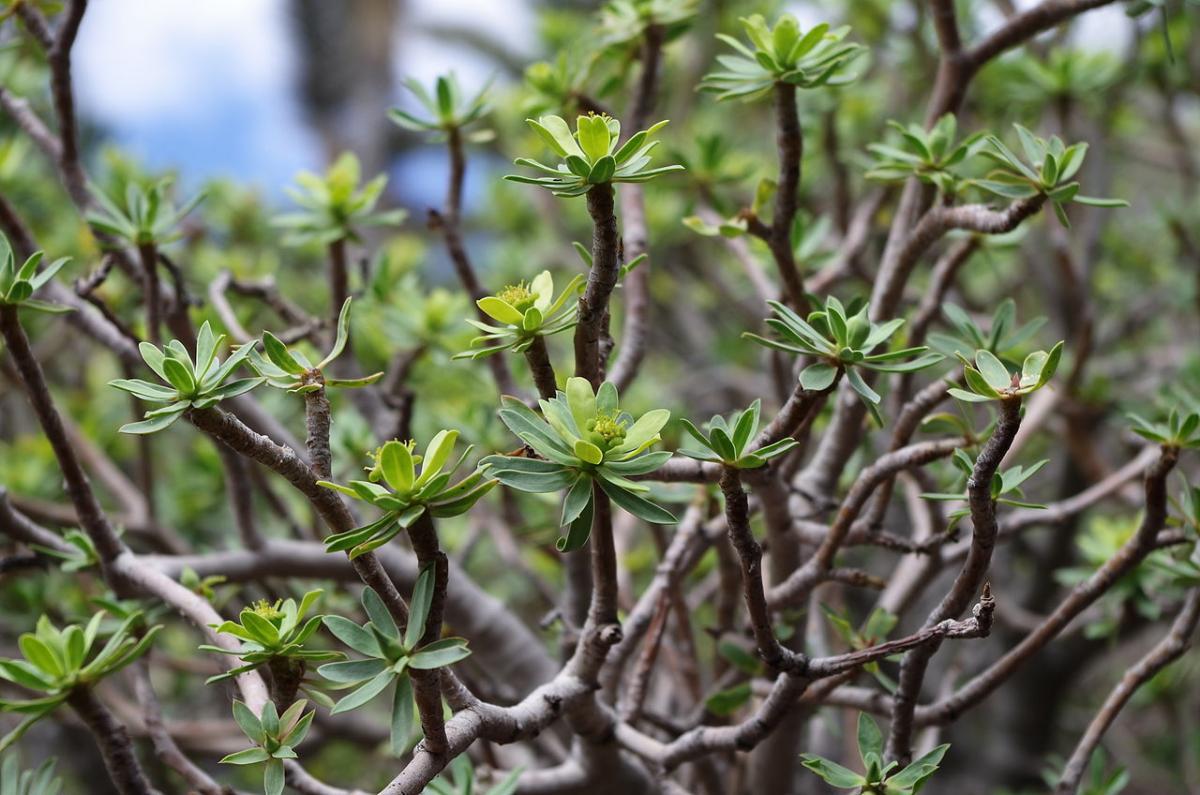 La Euphorbia balsamifera es un arbusto suculento