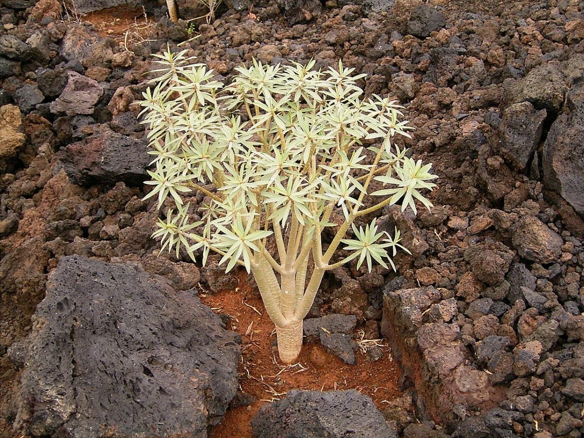 La Euphorbia balsamifera es una planta suculenta