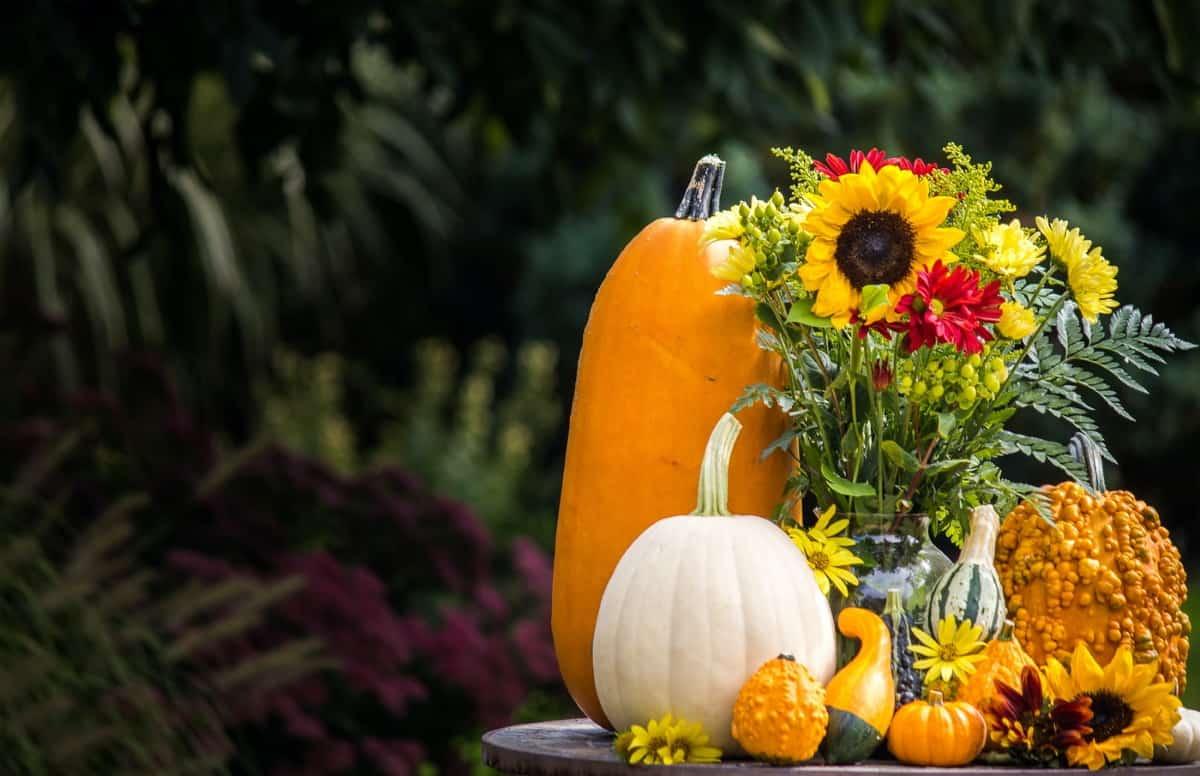 calabazas y girasoles para decorar