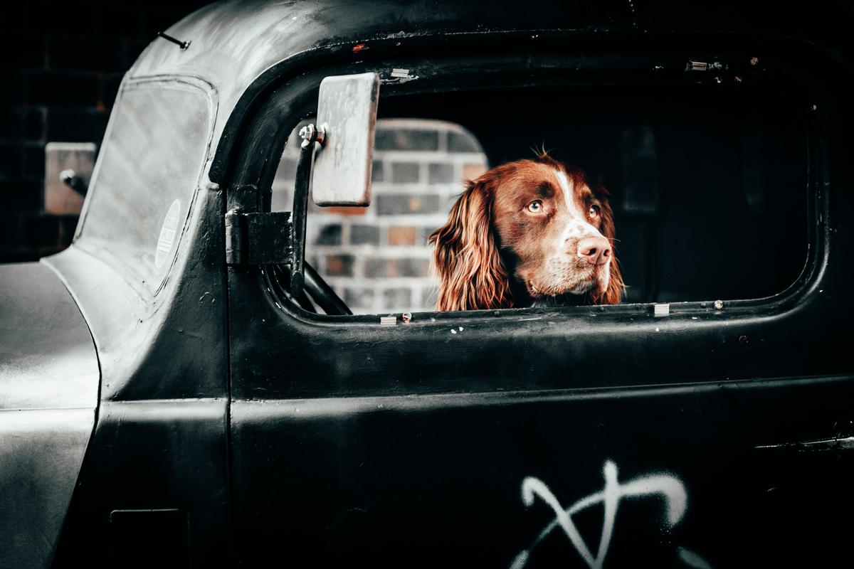 viaje con perro en coche