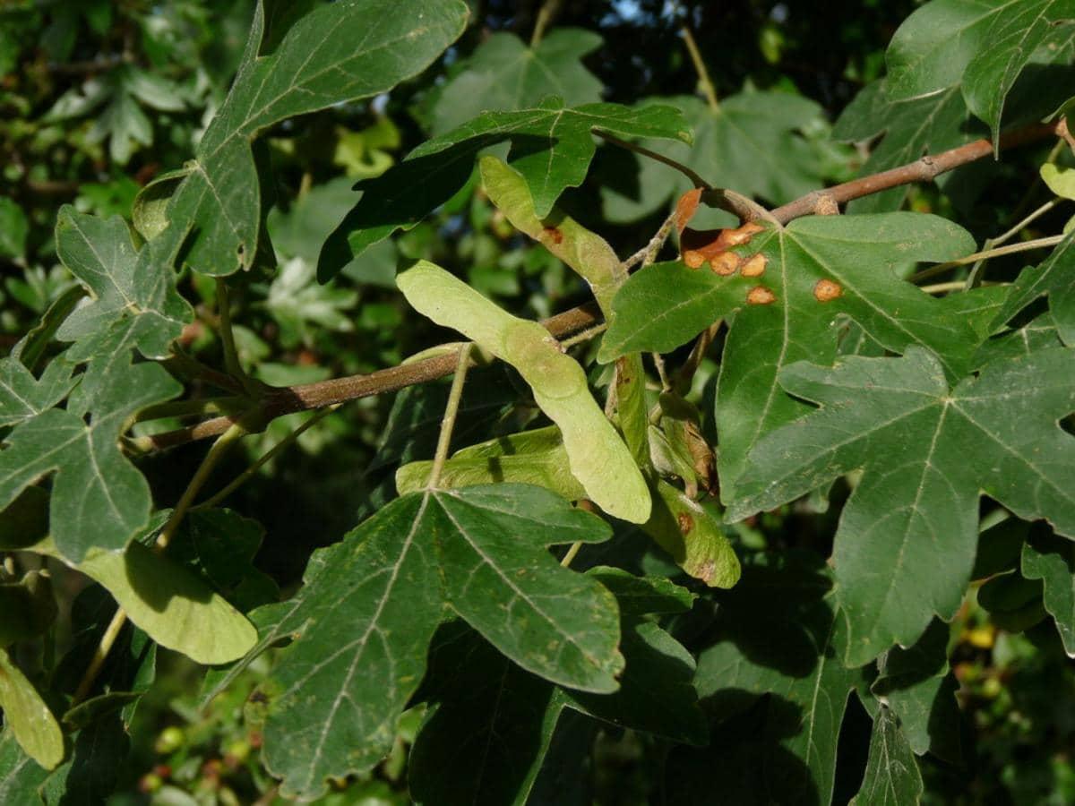 Las semillas de Acer campestre son dobles sámaras