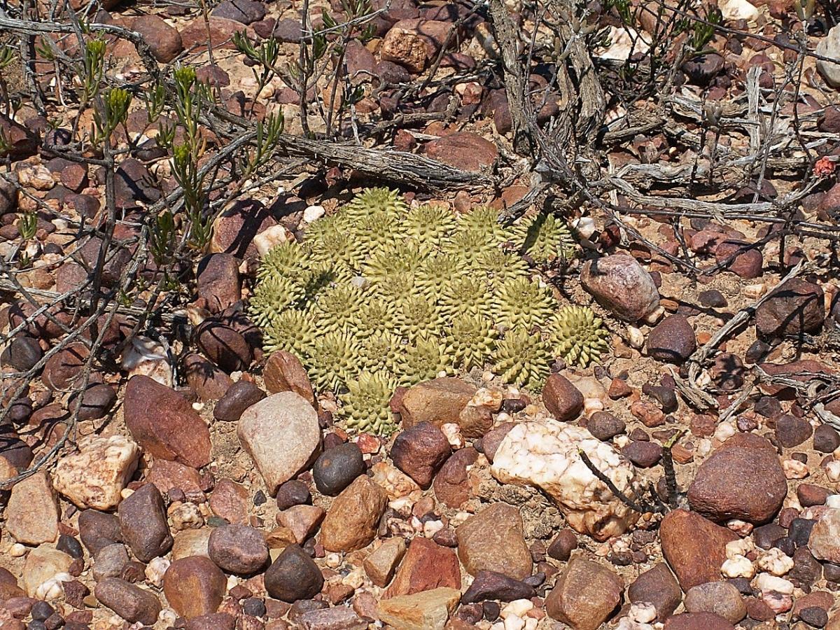 La Euphorbia suzannae es una crasa sensible al frío