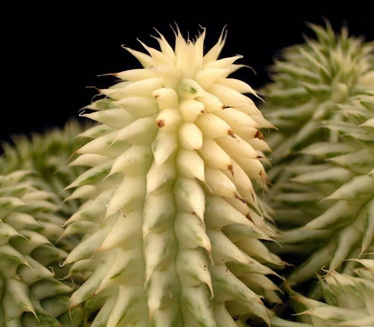 La Euphorbia suzannae es verde o variegada