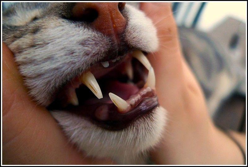 dientes de gato