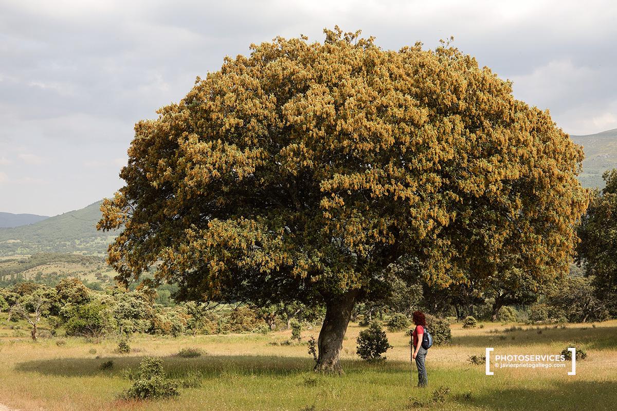 Encinas centenarias de la dehesa boyal. Bonilla de la Sierra. Ávila. Castilla y León. España.