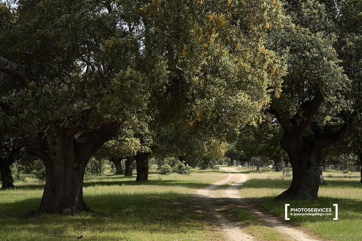 Encinas centenarias. Dehesa boyal. Bonilla de la Sierra. Ávila. Castilla y León. España. © Javier Prieto Gallego