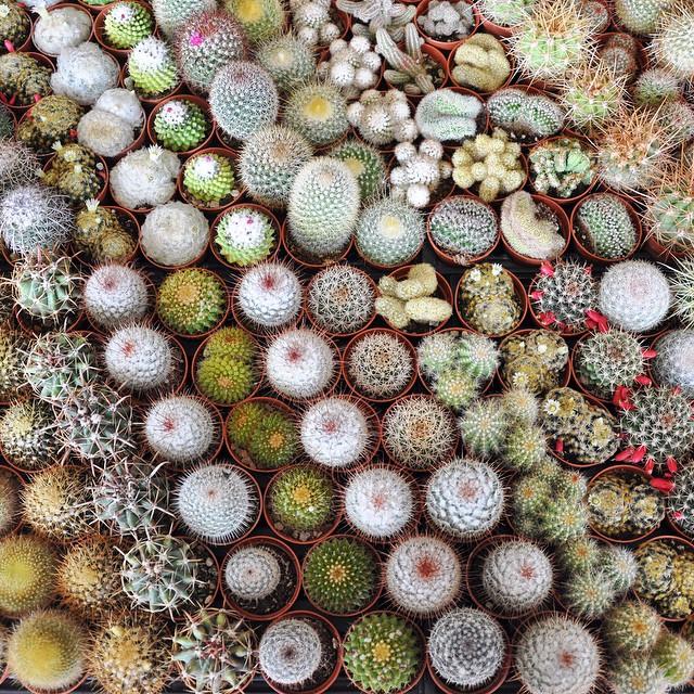 deccorar con cactus el jardin