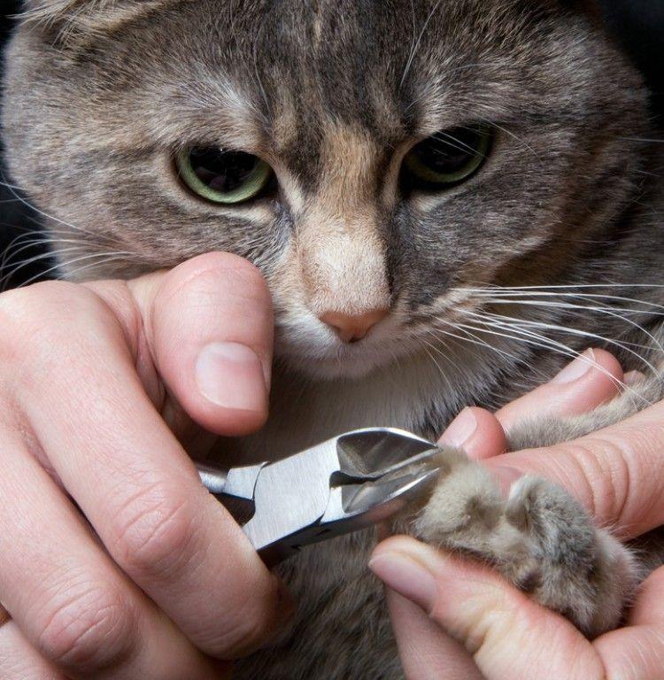 corte de uñas gato