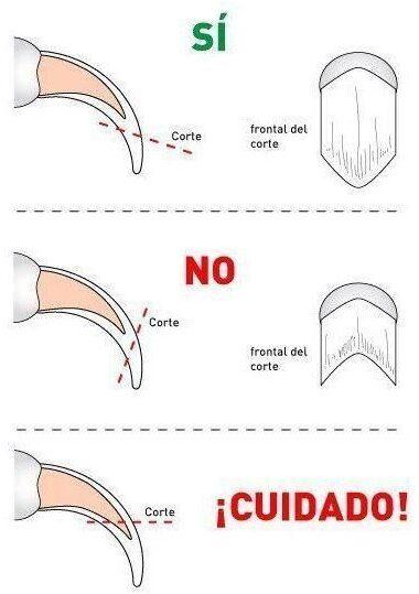 cómo cortar uñas al gato