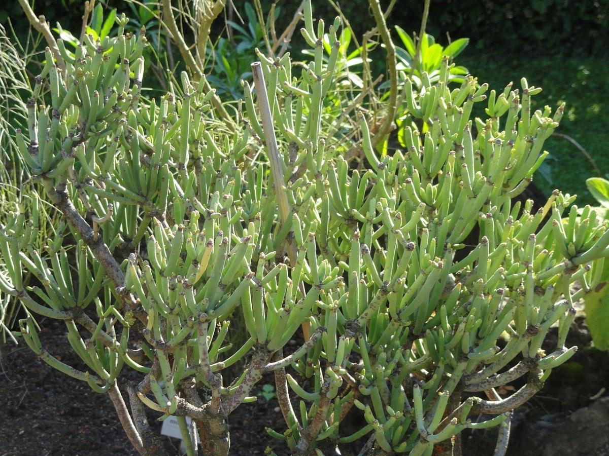 La Euphorbia aphylla es un arbusto de Canarias