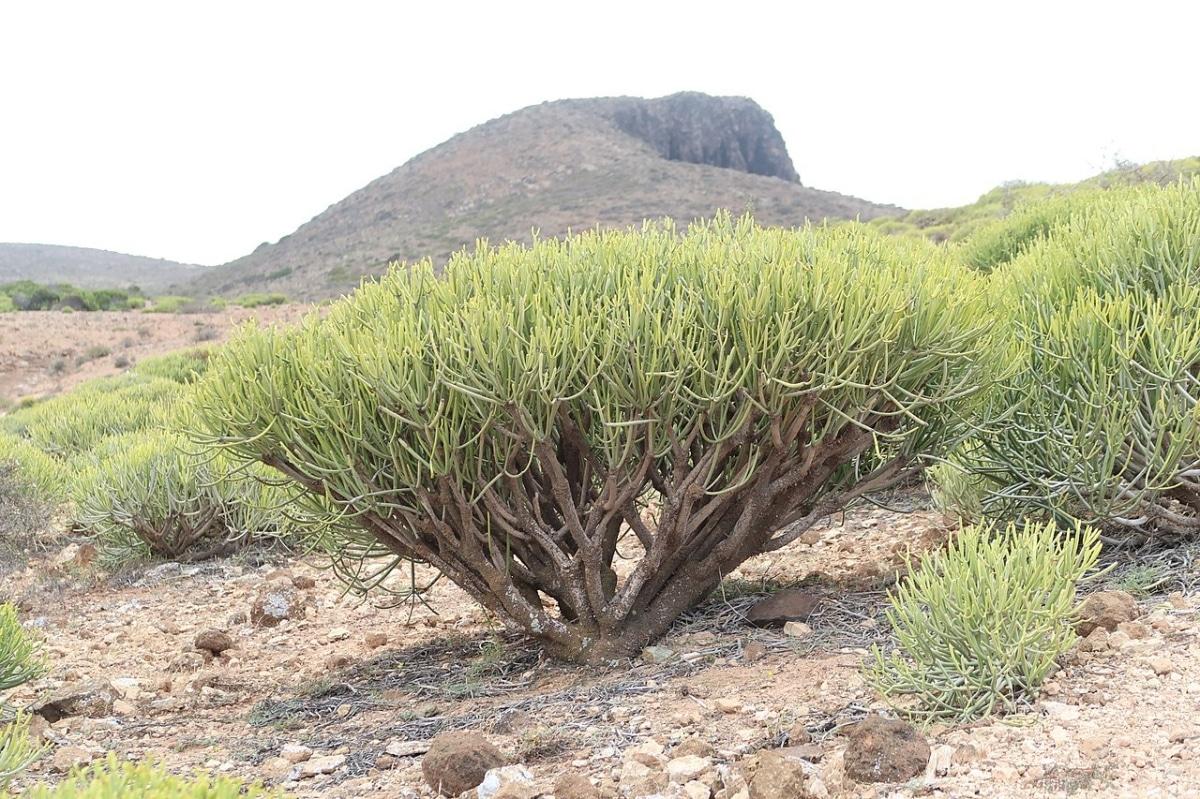 La Euphorbia aphylla es un arbusto