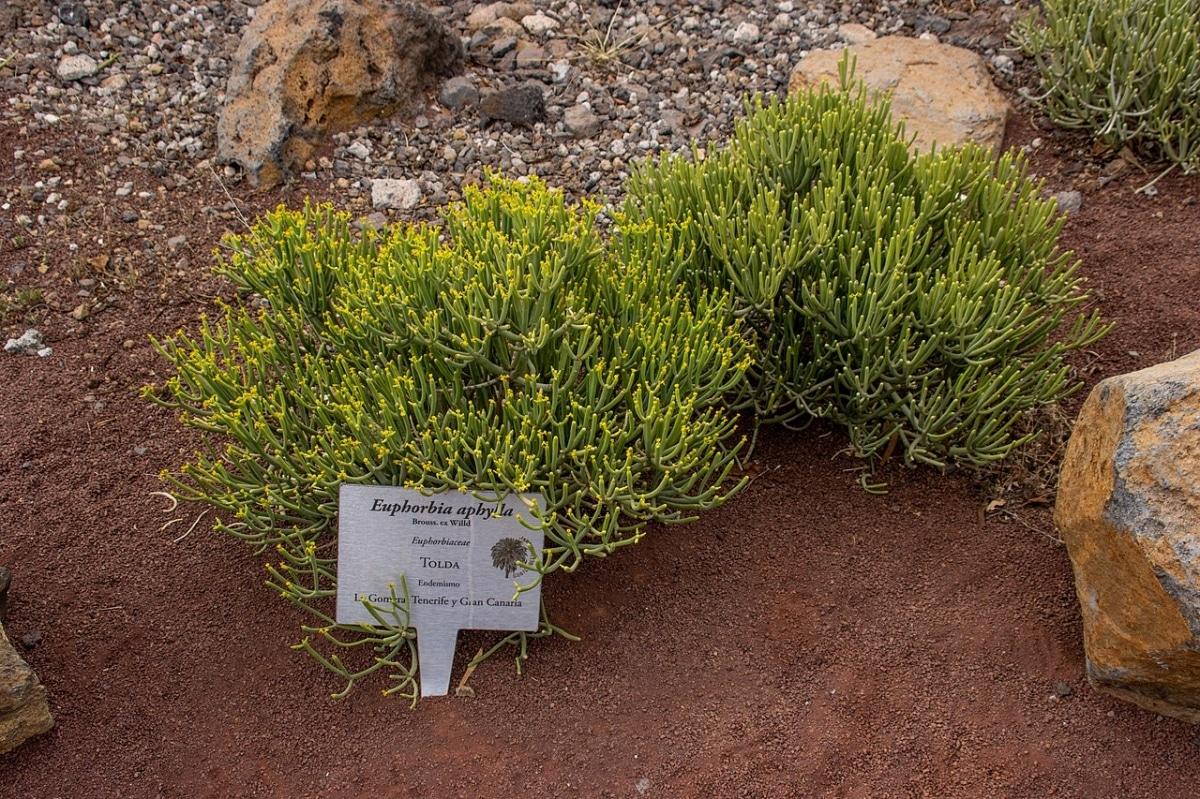 La Euphorbia aphylla es una planta resistente