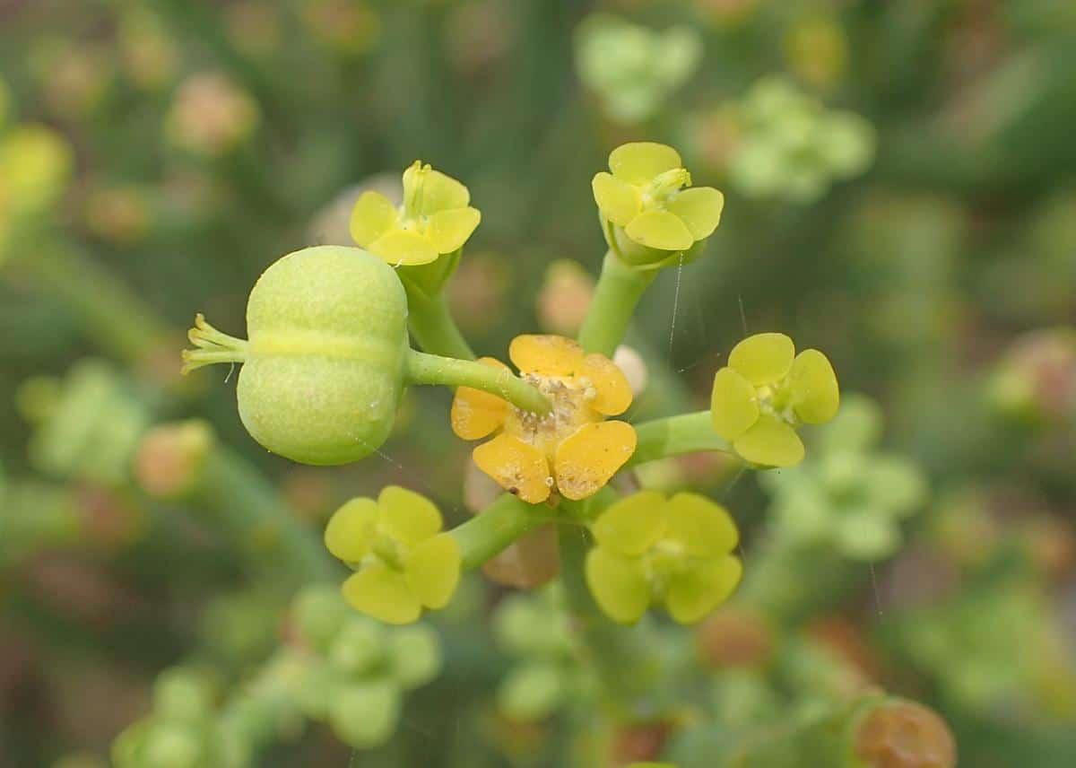 La Euphorbia aphylla tiene flores amarillas