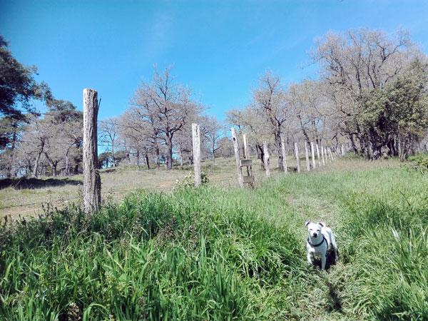 Hodei duda de cruzar, pero sí, el camino continúa al otro lado