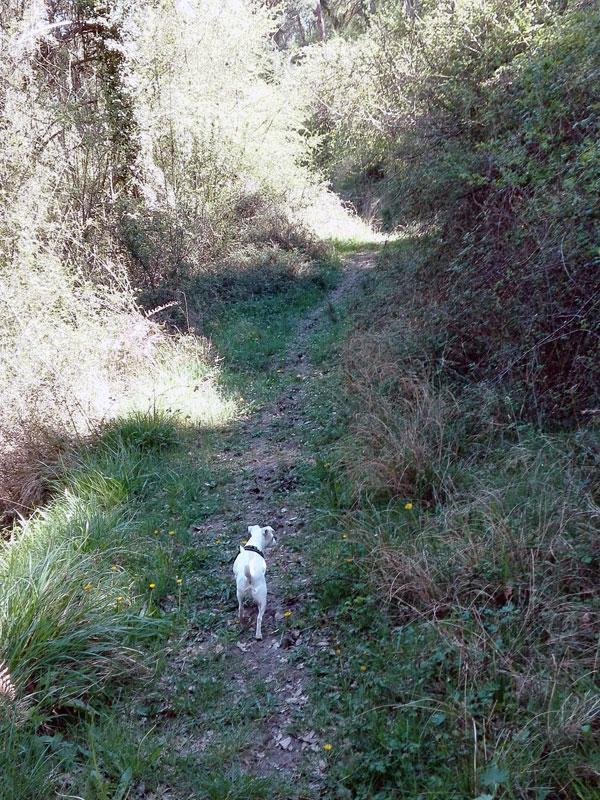 Pronto enlazaremos con el sendero de subida