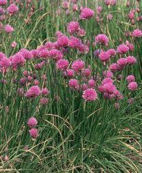 Allium sativum