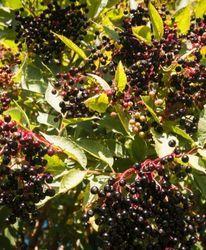 Saúco (Sambucus nigra)