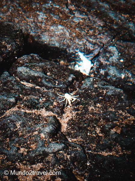Qué ver en Lanzarote, los Jameos del agua