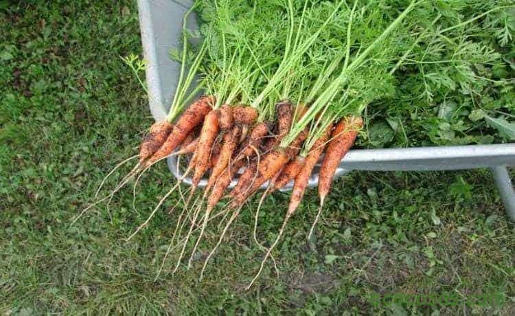 carrots-750