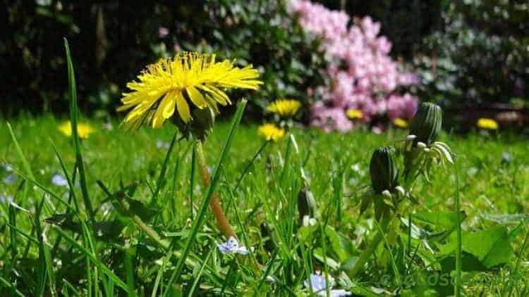meadow-750