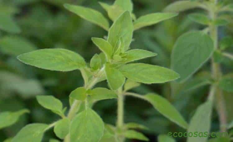 oregano2-750