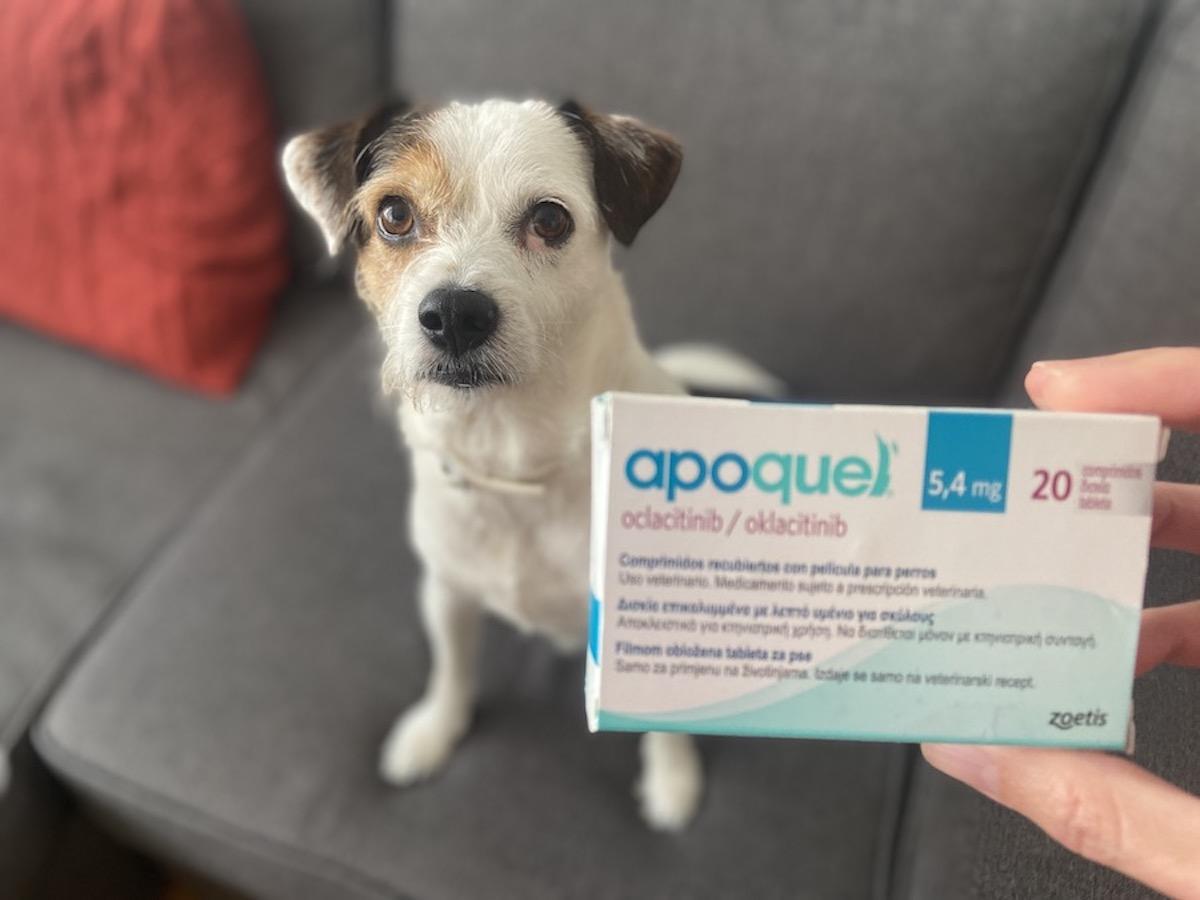 Apoquel perros
