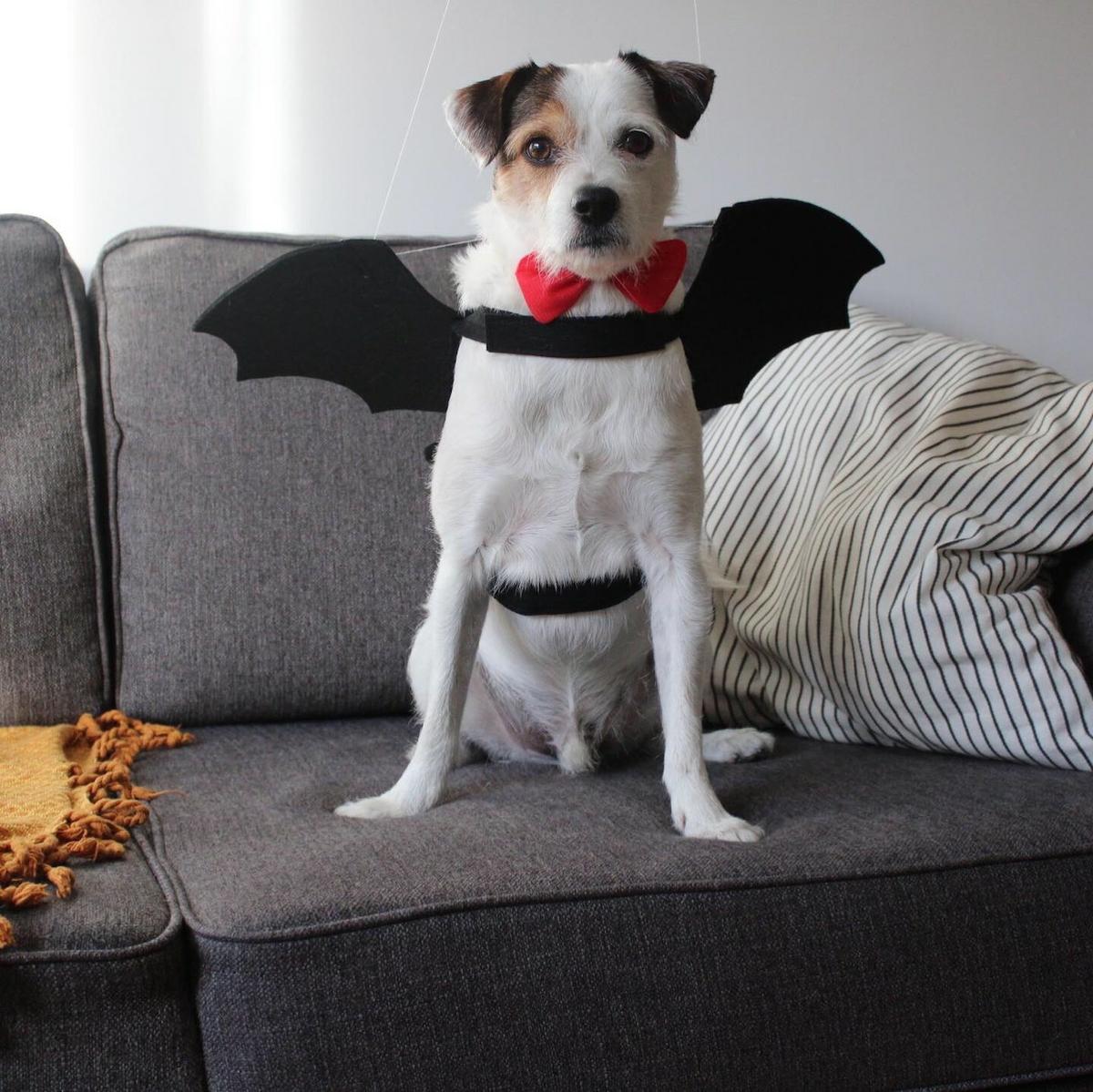 disfraz para perro halloween