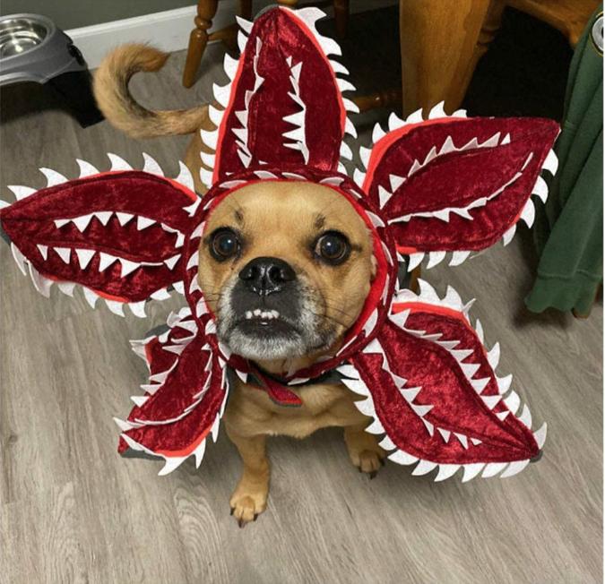 disfraz halloween perro