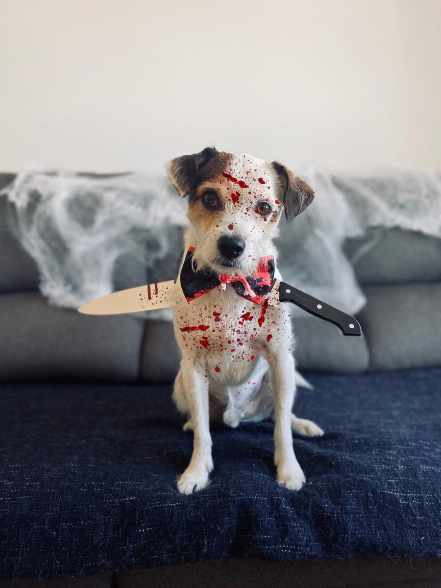 disfraz halloween perro