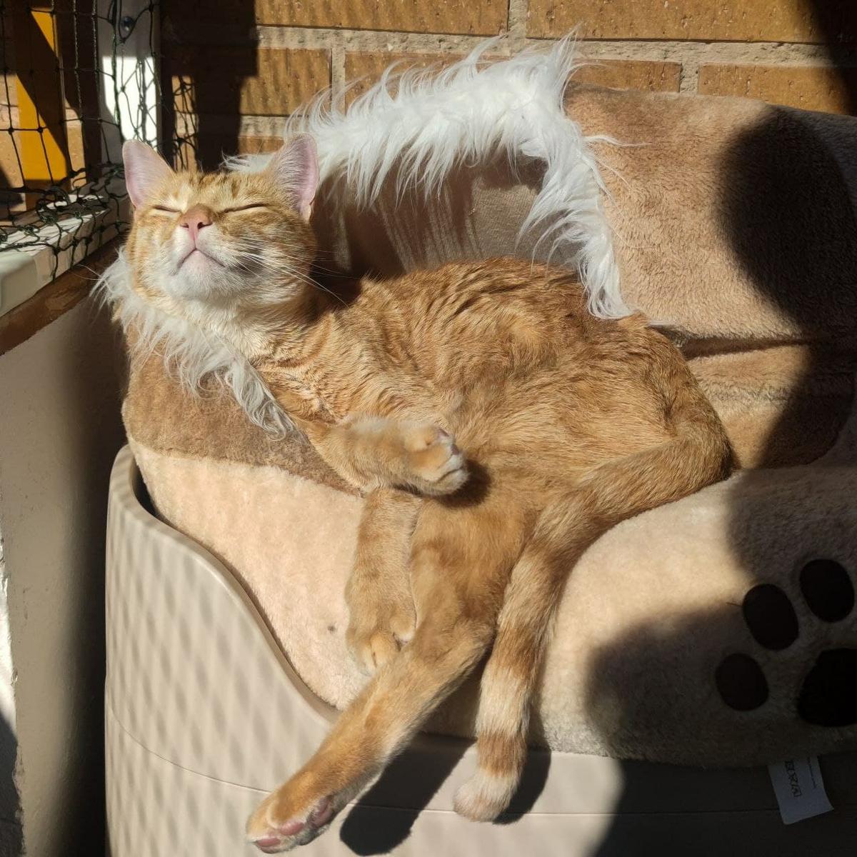gato al sol