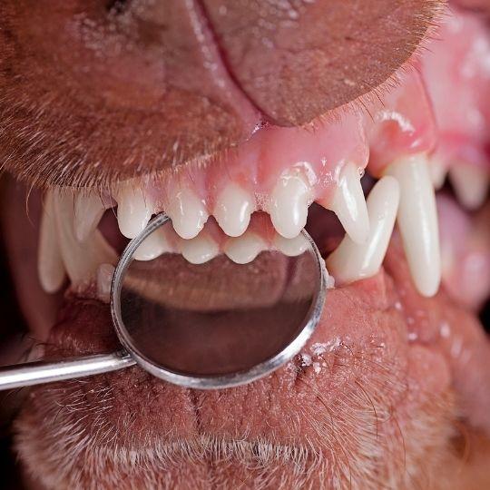 periodontitis en perros