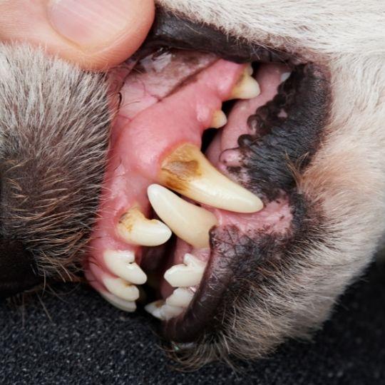 periodontitis en perros