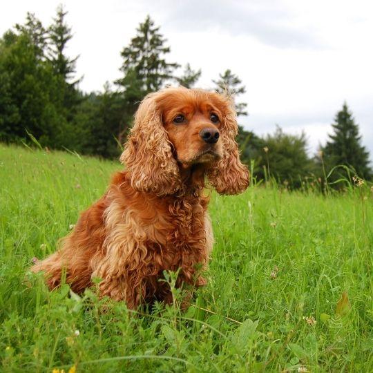 razas de perros y sus nombres