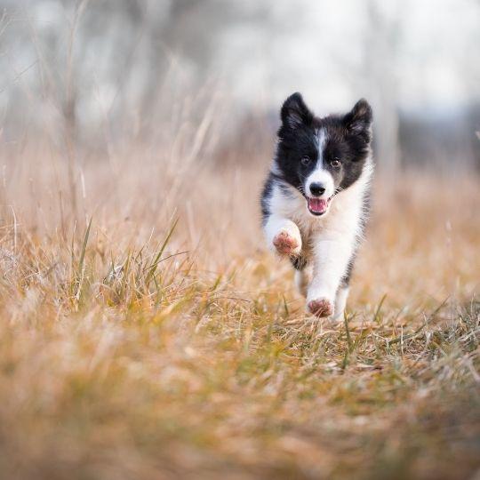 razas de perros y sus nombres
