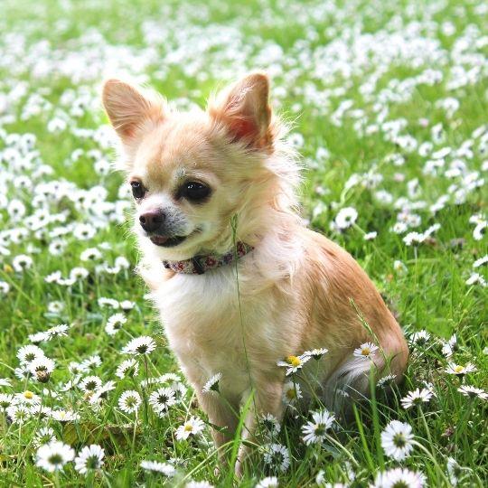 razas de perros y sus nombres