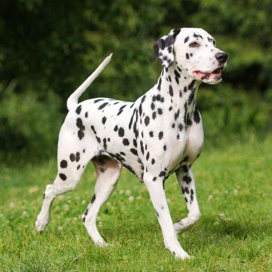 razas de perros y sus nombres