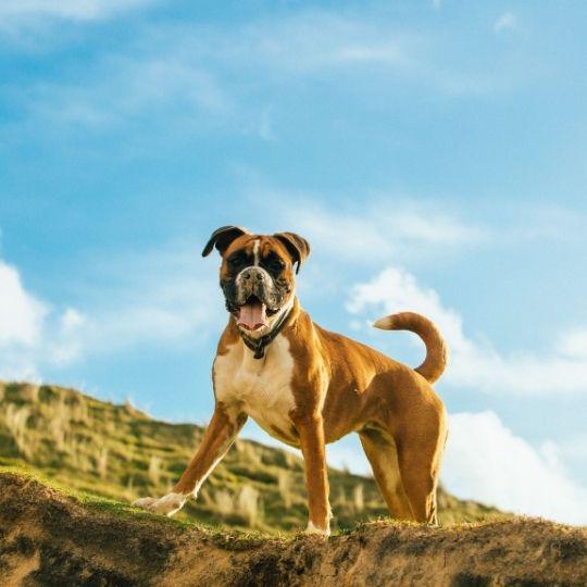 perros de raza y sus nombres