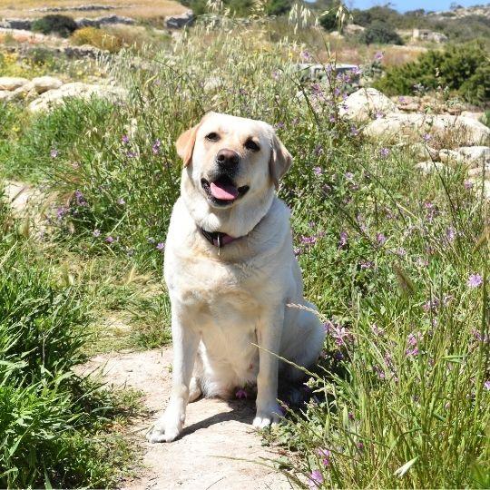 razas de perros y sus nombres