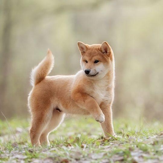 razas de perros y sus nombres