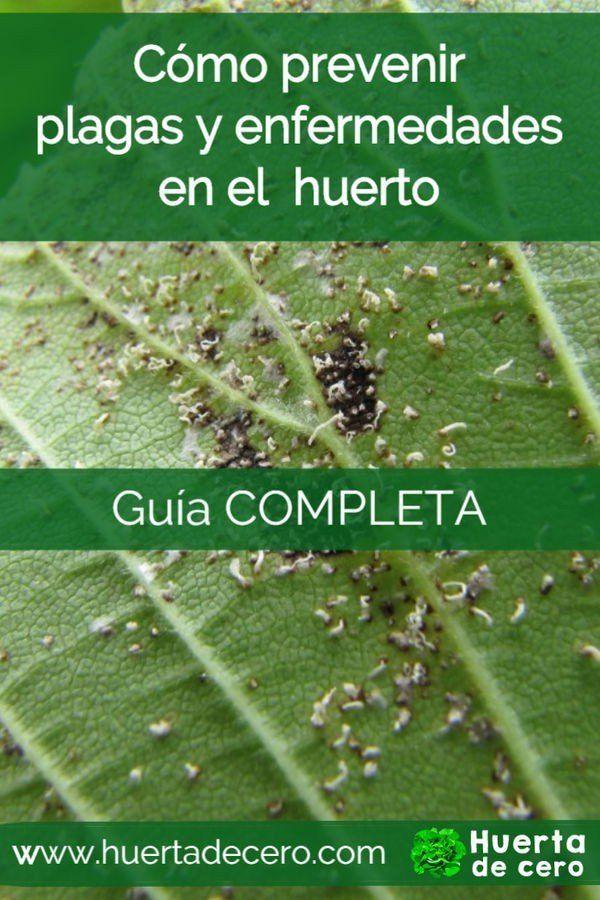 Cómo prevenir plagas y enfermedades