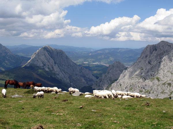 Lanar o caballar, aquí el ganado es espectacular