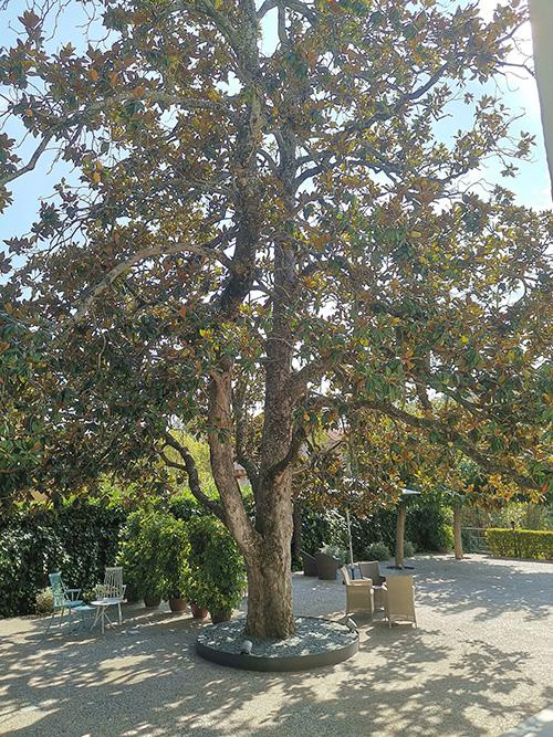 Les Magnòlies - Terraza