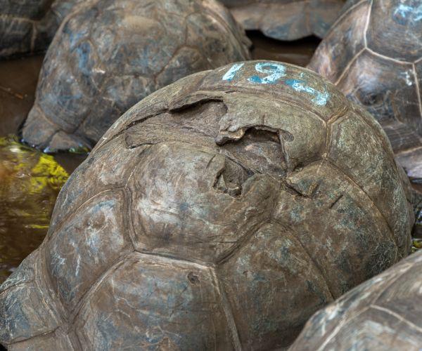 Torotoise con una vieja herida
